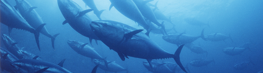 Completely farm-raised bluefin tuna
