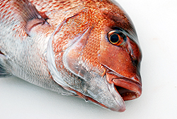 Challenging a better-looking farmed fish